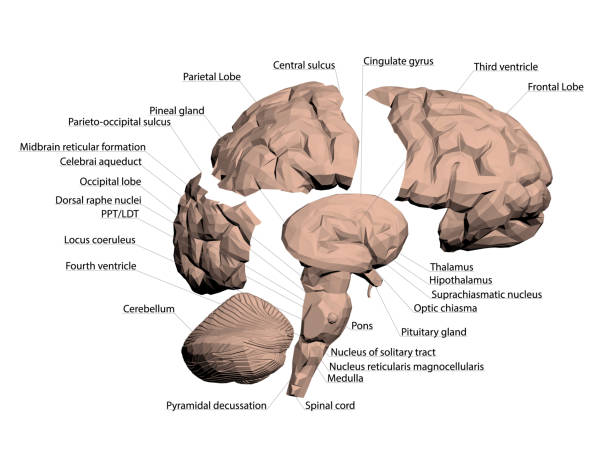 ilustrações de stock, clip art, desenhos animados e ícones de structure of the human brain - parietal lobe