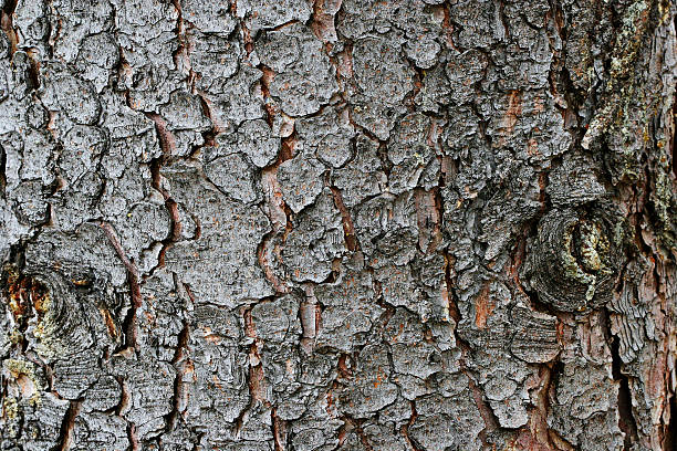 Natural tree bark textured background stock photo