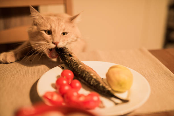 istock Funny hungry cat stealing fish from a domestic table. 932790442