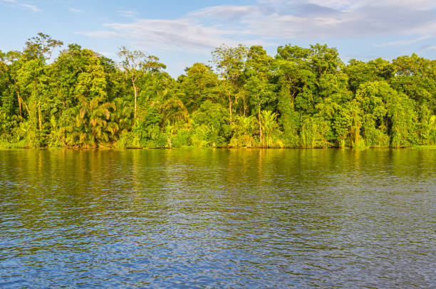 トートゥーゲロ川や熱帯雨林 - forest canal tropical rainforest river ストックフォトと画像