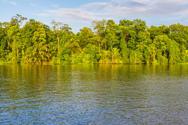 istock Tortuguero River and Rainforest 932790842