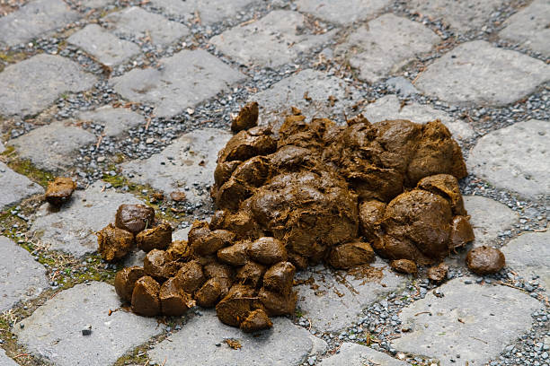 istock Fresh & Smelly Horse Dung on Paving-Stone 93279230