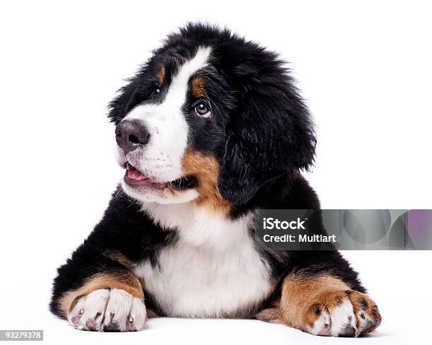 Mans Mejor Amigo Foto de stock y más banco de imágenes de Aire libre - Aire libre, Alpes Bernese, Amor - Sentimiento