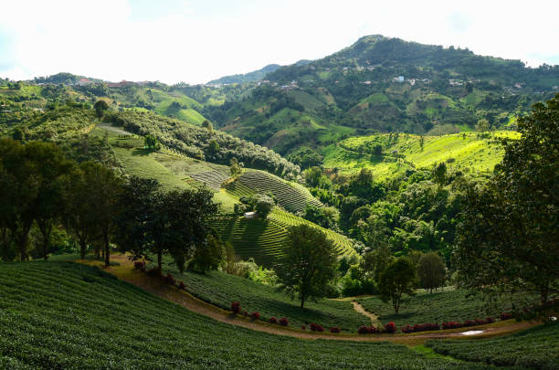 istock Tea plantations in Doi Mae Salong 932794598