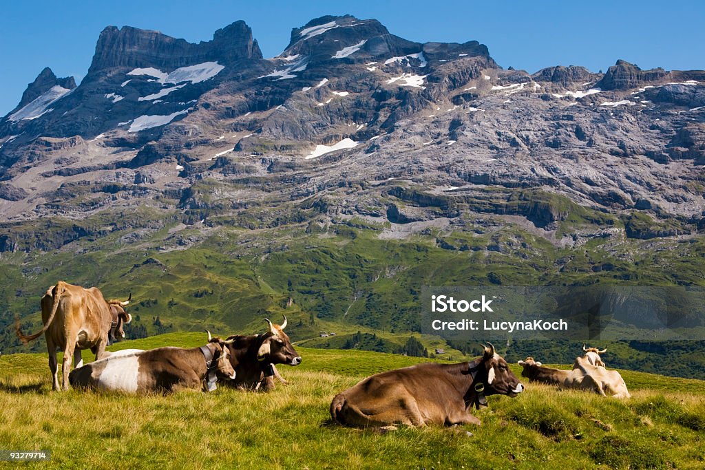 Kühe auf der Sommeralp - Photo de Bovin domestique libre de droits