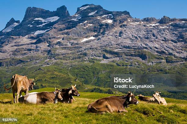 Photo libre de droit de Kühe Auf Der Sommeralp banque d'images et plus d'images libres de droit de Bovin domestique - Bovin domestique, Vache, Agriculture