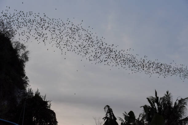 istock Bats flying in a row at mount Phnom Sempeau, Cambodia 932797310