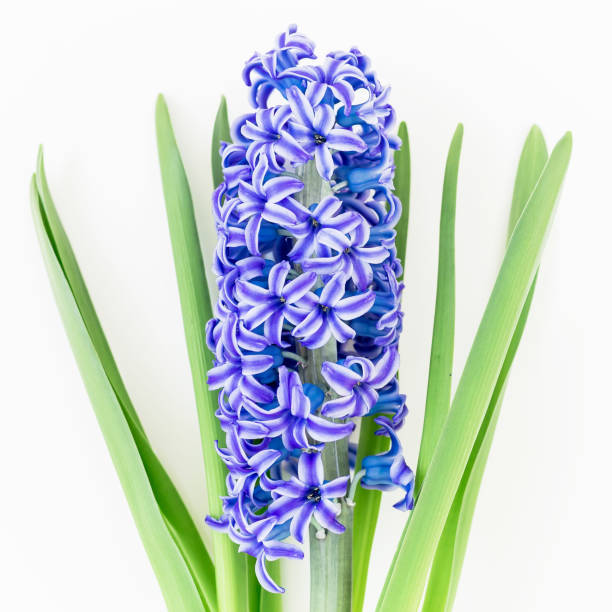 istock Blue hyacinth flower on white background. Flat lay, Top view. Floral background 932801530