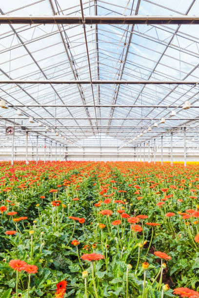 istock Blooming gerberas in a Dutch greenhouse 932801550