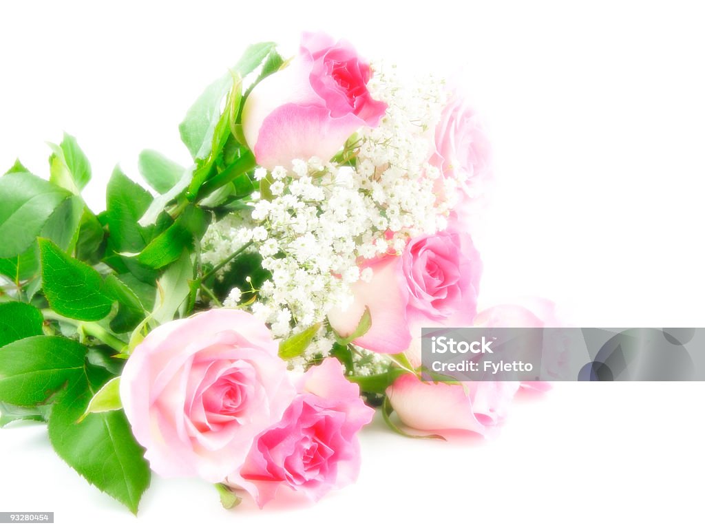 Мягкие розовые розы - Стоковые фото Без людей роялти-фри