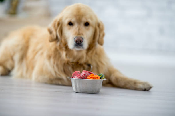 식사를 준비 하 고 - dog vegetable carrot eating 뉴스 사진 이미지