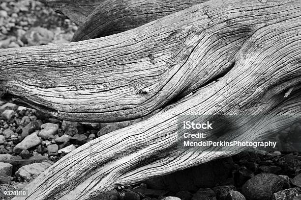 Schwarz Und Weiß Driftwood Stockfoto und mehr Bilder von Alterungsprozess - Alterungsprozess, Bildhintergrund, Farbbild
