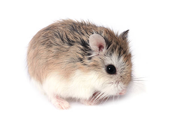 Roborovski hamster  roborovski hamster stock pictures, royalty-free photos & images