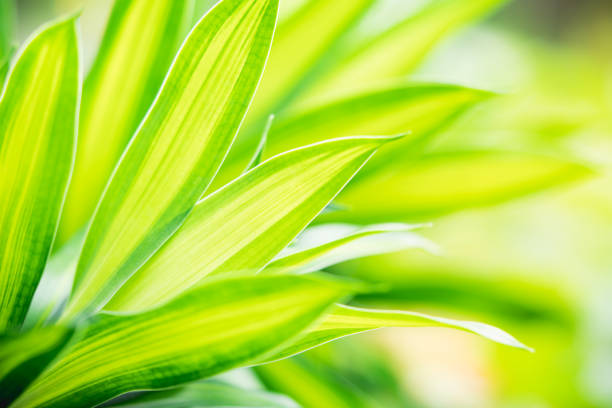 Closeup nature view texture of green leaf on sunlight, natural green plants using as a background or wallpaper