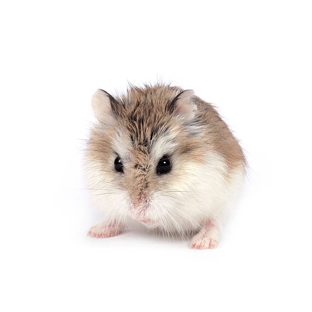 Roborovski hamster  roborovski hamster stock pictures, royalty-free photos & images