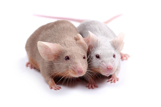 couple of mice stock photo