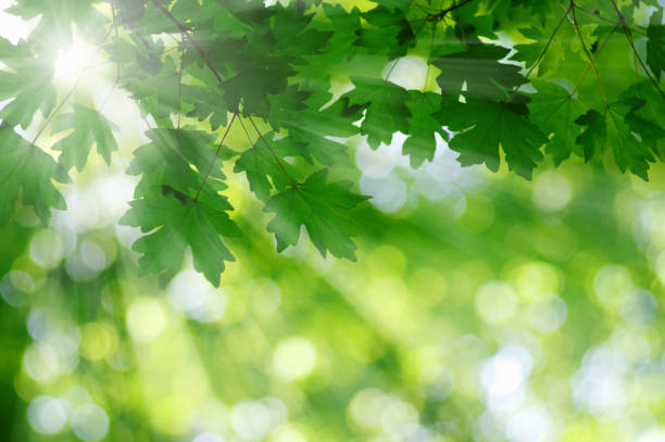 istock Sun beams and green leaves 932817002