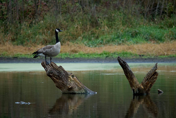 ganso do canadá base na dodge nature center - vestigial wing - fotografias e filmes do acervo