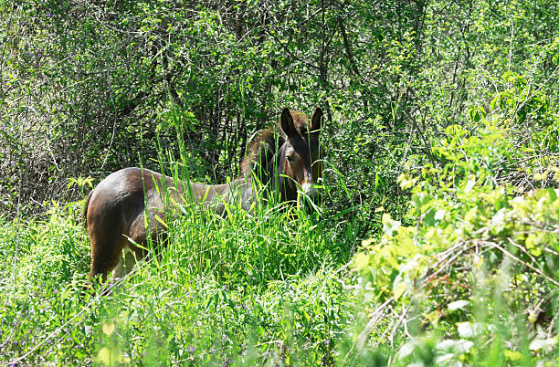 donkey nascondere nell'erba alta - hiding donkey mule animal foto e immagini stock