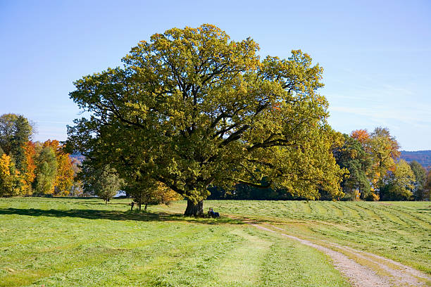 lonely old oak tree against autumn landscape stock photo