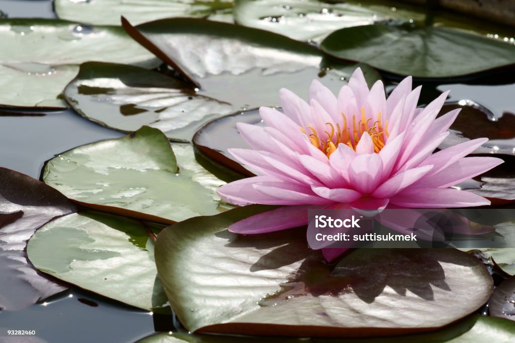 Rosa Flor de loto - Foto de stock de Agua libre de derechos