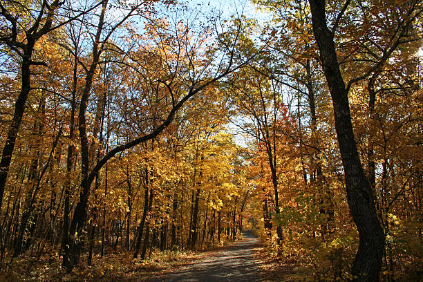 path down autumn trees stock photo