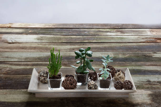 istock fashionable succulent plants on rustic table for indoor evergreen hobby 932825882