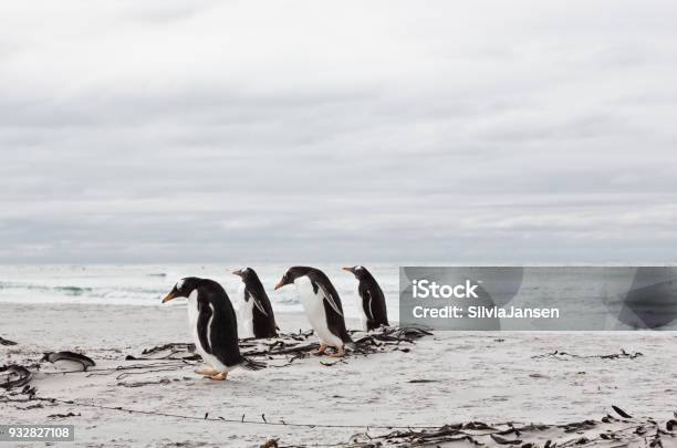 Gentoo Penguins At The Beach On Falkland Islands Stock Photo - Download Image Now