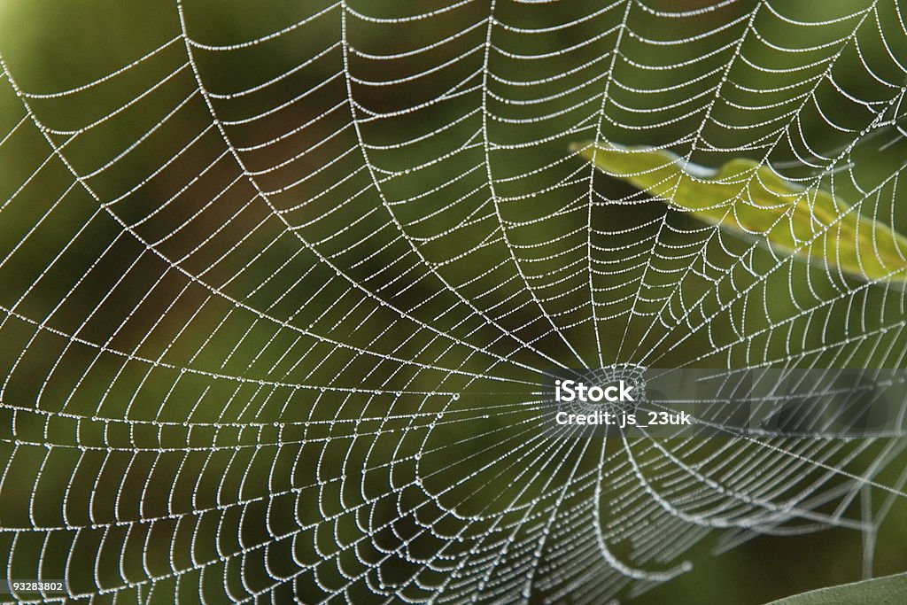 Spider web - Lizenzfrei Farbbild Stock-Foto