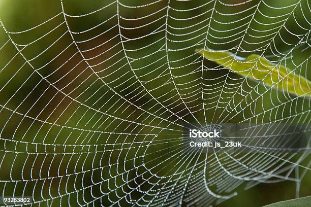 Spider Web Stockfoto und mehr Bilder von Farbbild - Farbbild, Fotografie, Horizontal