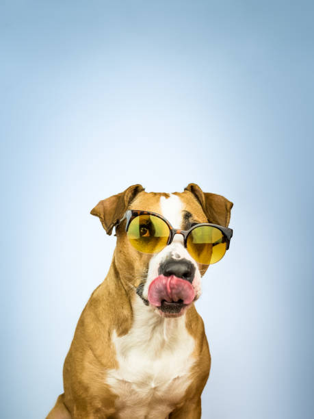 Funny staffordshire terrier dog in sunglasses licks its nose Studio photo of pitbull terrier puppy in bright yellow color summer eyeglasses posing in front of blue background blue nose pitbull pictures pictures stock pictures, royalty-free photos & images