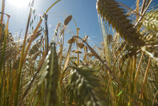 Wheat in the sunshine stock photo