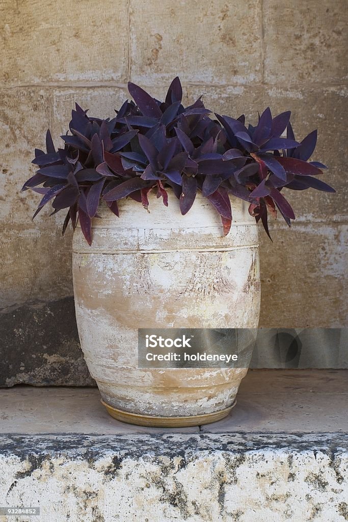 Vase of succulent plant  Purple Stock Photo