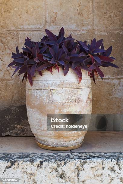 Vase Of Succulent Plant Stock Photo - Download Image Now - Purple, Terracotta, Botany