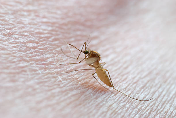 mosquito on skin mosquito sitting on human on skin, close-up work, shallow depth of field midge fly stock pictures, royalty-free photos & images