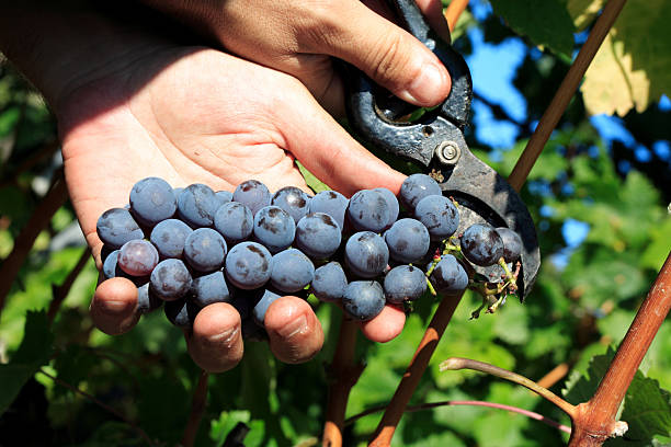 In vineyards stock photo