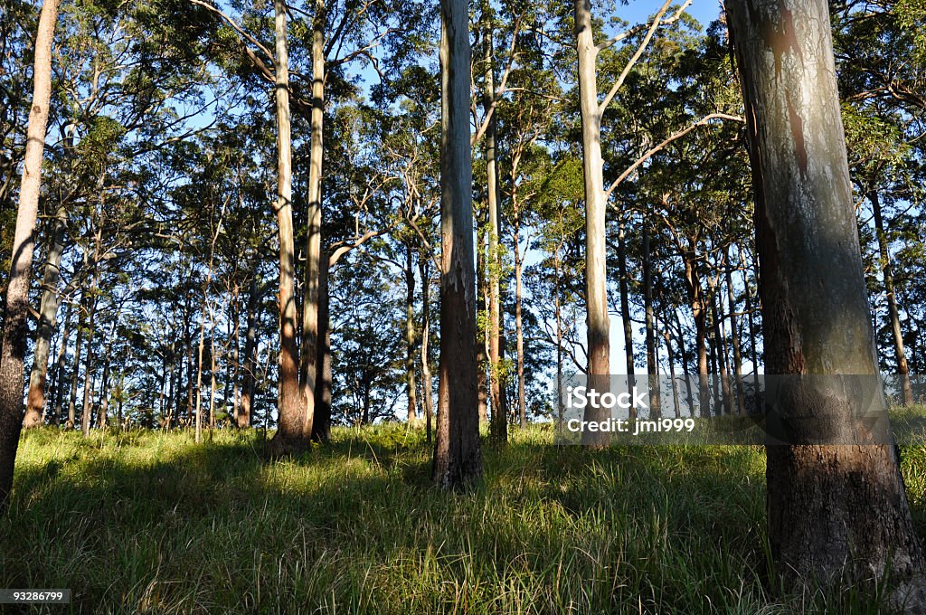 Typowe Australian Eukaliptus Forest - Zbiór zdjęć royalty-free (Krajobraz wiejski)