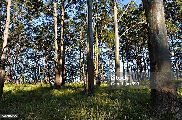 Foto de Floresta De Eucaliptos Australianos Típicos e mais fotos de stock de Cena Rural - Cena Rural, Queensland, Austrália