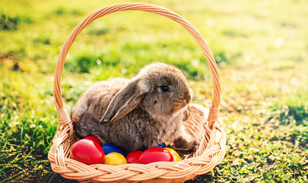 istock Colorful Easter eggs and bunny in the basket 932872638