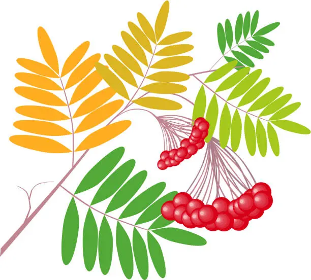 Vector illustration of ashberry