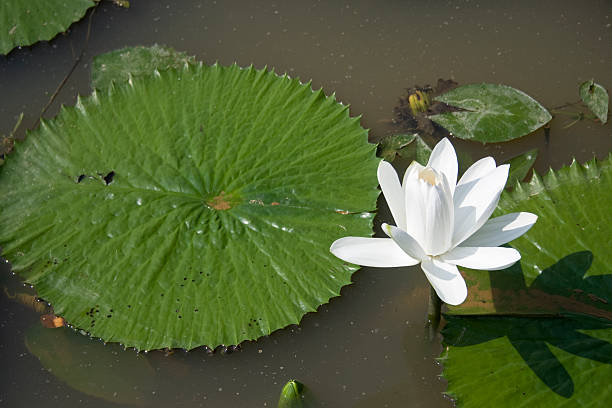 white water lily - 5935 zdjęcia i obrazy z banku zdjęć