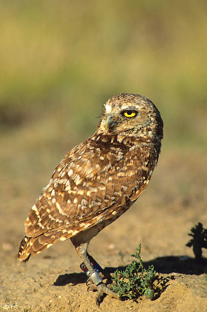 istock Adult Burrowing Owl 93287640