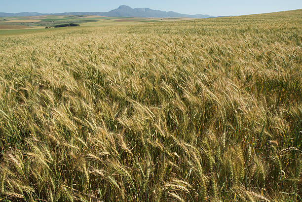 Field of wheat stock photo