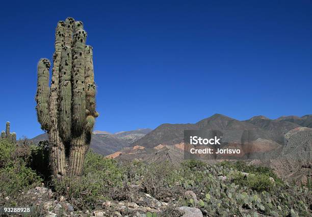 Cactus Paisaje En Argentina Cerca De Salta Foto de stock y más banco de imágenes de Valle de Calchaquíes - Valle de Calchaquíes, Acantilado, Aire libre