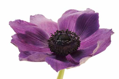 Lovely Purple Poppies just now opening. After flowering the pods will contain poppy seeds  which can be used in baking.