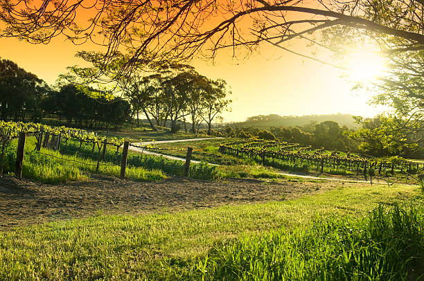 valle barossa vigne - barossa valley foto e immagini stock