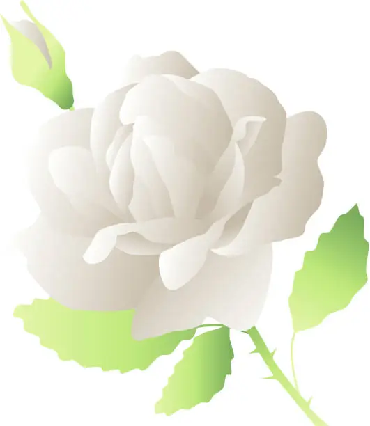 Vector illustration of white rose