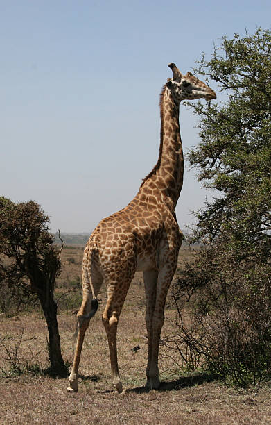 istock Maasai Giraffe in Nairobi National Park, Kenya 93290404