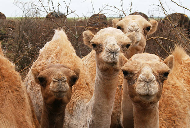 istock Curious group of young camels, northern Kenya 93290496