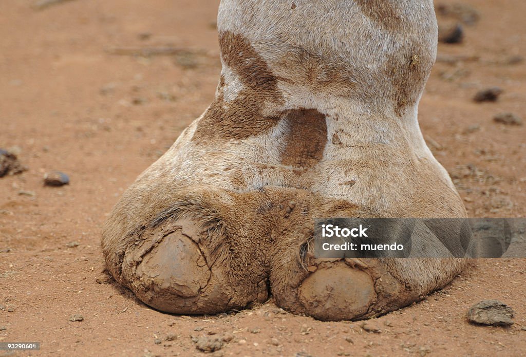 Szerokiej stopy z Somali Wielbłąd-moyale, Kenia - Zbiór zdjęć royalty-free (Afryka)